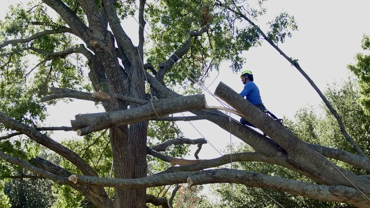 Professional Hazardous Tree Removal performed by certified arborists in Edneyville